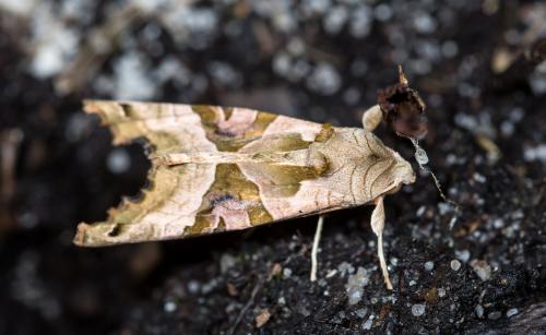 Phlogophora meticulosa