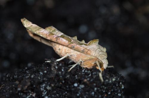 Phlogophora meticulosa