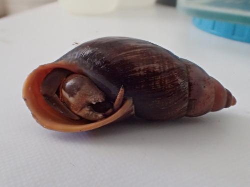 Coenobita spinosus
