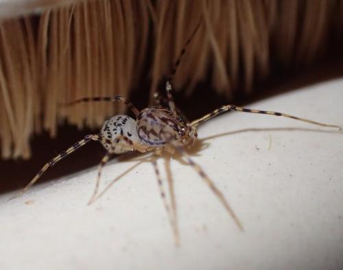 Réf. 175 503 : Scytodes thoracica