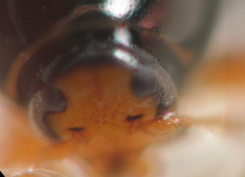 Cryptocephalus sp.