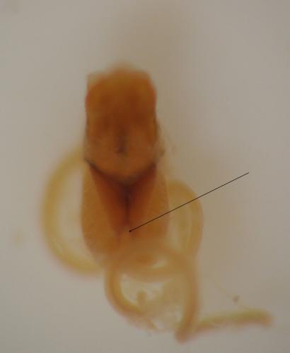 Cryptocephalus sp.