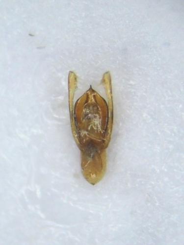 Stenus flavipes