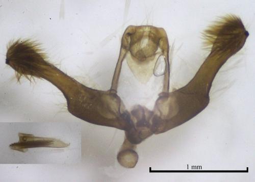 Pelochrista caecimaculana