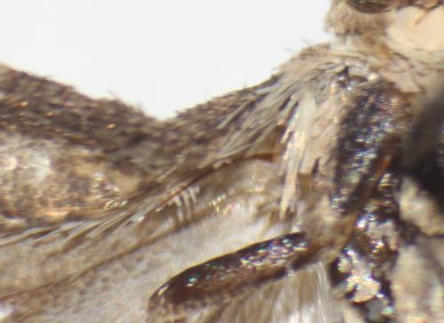 Réf. 175 179 : Pelochrista caecimaculana