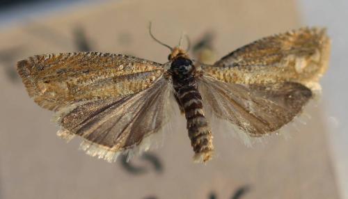 Réf. 175 162 : Pelochrista caecimaculana
