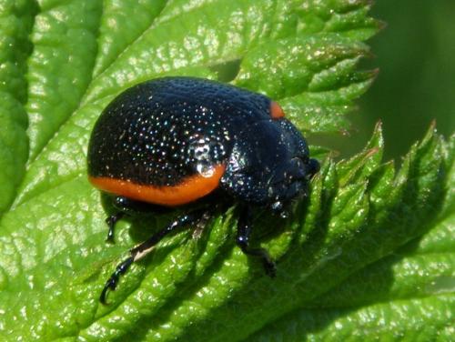 Chrysolina kuesteri