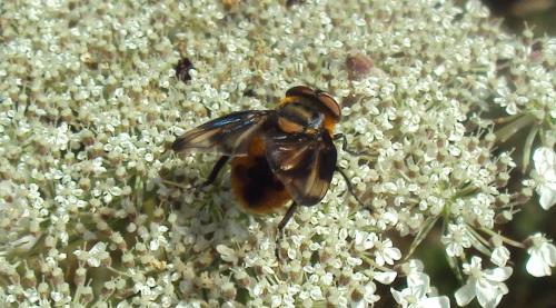 Réf. 175 342 : Phasia hemiptera
