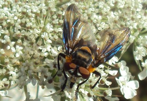 Réf. 175 343 : Phasia hemiptera
