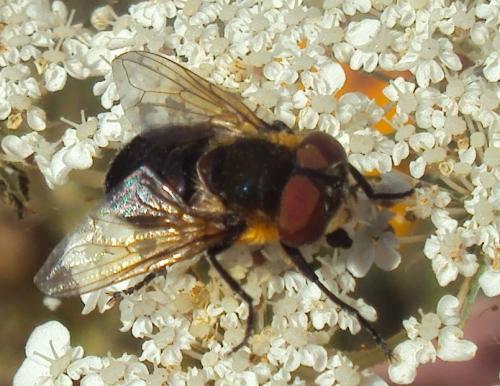 Réf. 175 345 : Phasia hemiptera