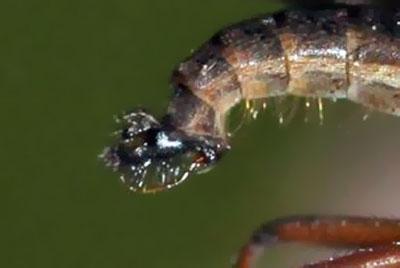 Empis sp.