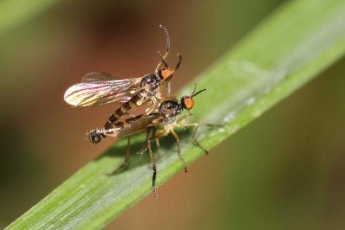 Rhamphomyia sp.
