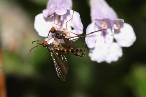Rhamphomyia sp.