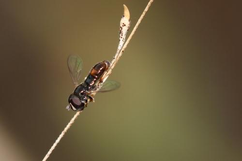 Paragus sp.