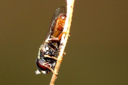 Paragus sp.