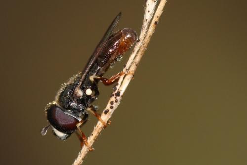 Paragus sp.