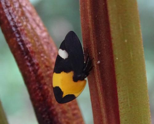 Réf. 175 295 : Phyllotropis fasciata