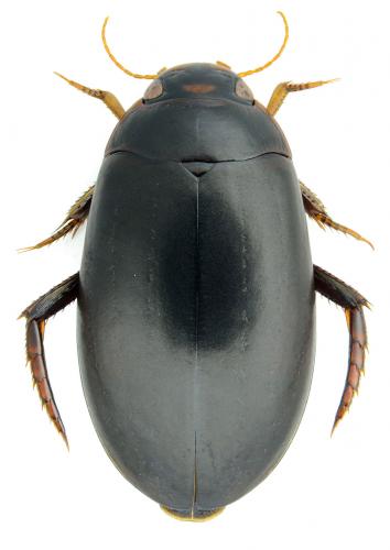 Réf. 175 455 : Nartus grapii