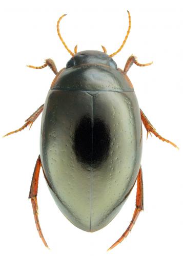 Agabus uliginosus