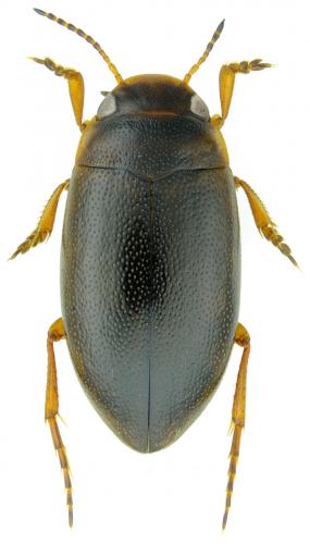 Hydroporus memnonius