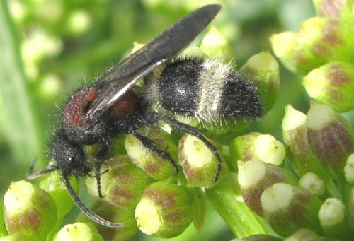 Dasylabris maura