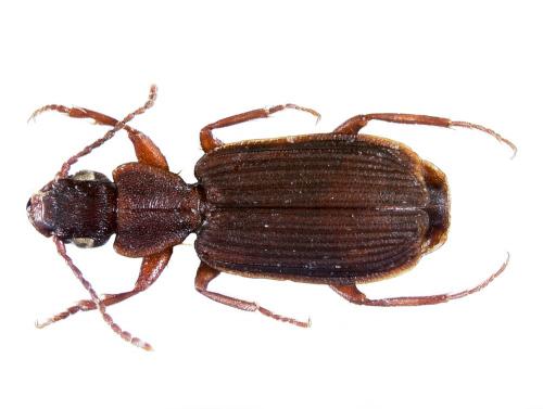 Réf. 175 515 : Platytarus faminii