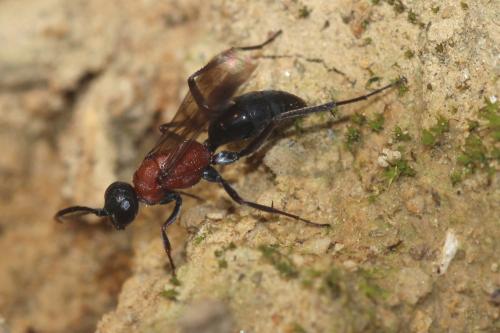 Poecilagenia rubricans