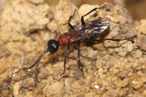 Poecilagenia rubricans