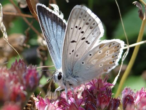 Réf. 175 658 : Polyommatus coridon