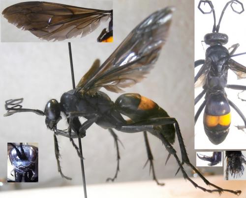 Anoplius samariensis