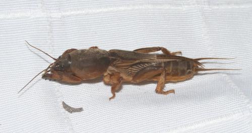 Réf. 175 362 : Gryllotalpa sp.