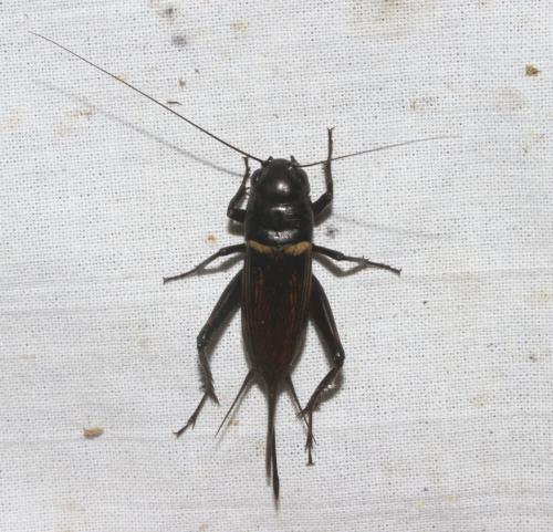Gryllus bimaculatus