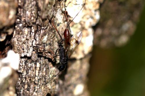 Pristaulacus sp.