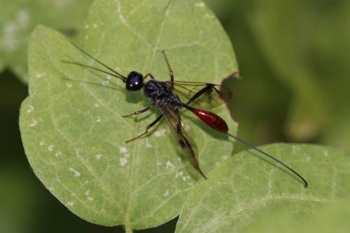 Pristaulacus sp.
