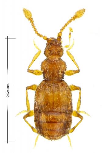 Réf. 175 236 : Imirus lavagnei