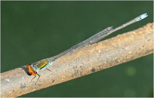 Réf. 175 801 : Pseudagrion rubriceps rubriceps