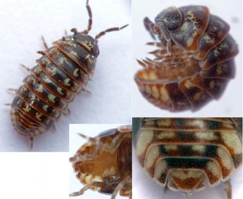 Armadillidium pulchellum