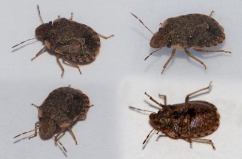 Réf. 175 764 : Sciocoris sideritidis