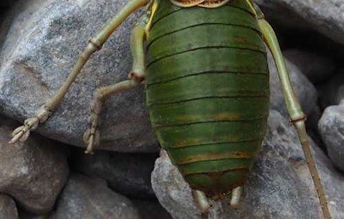 Réf. 175 654 : Synephippius obvius
