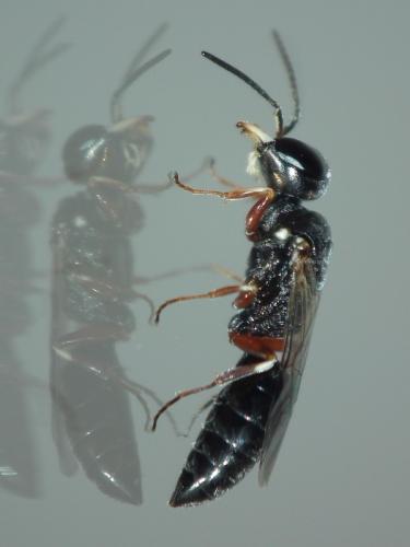 Passaloecus pictus