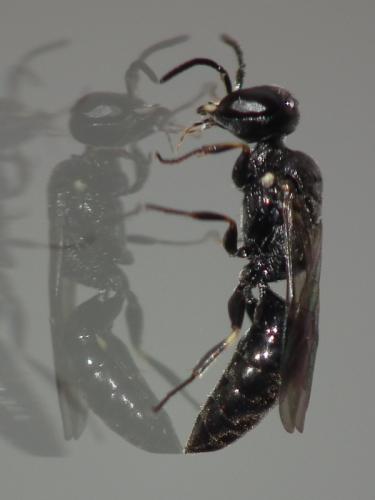 Passaloecus ribauti