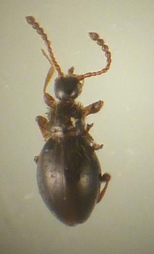 Euconnus sp.