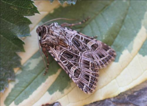 Sideridis reticulata