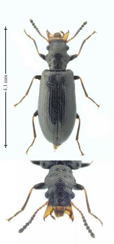 Rabocerus gabrieli