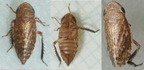Anoscopus sp.