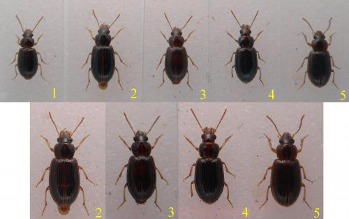 Réf. 175 483 : Bradycellus csikii