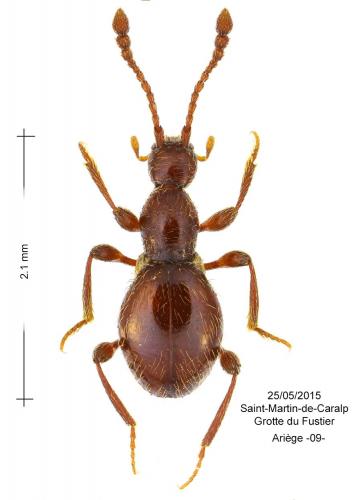 Scydmaenus sp.