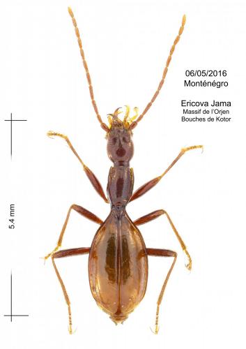 Réf. 175 877 : Minosaphaenops ollivieri