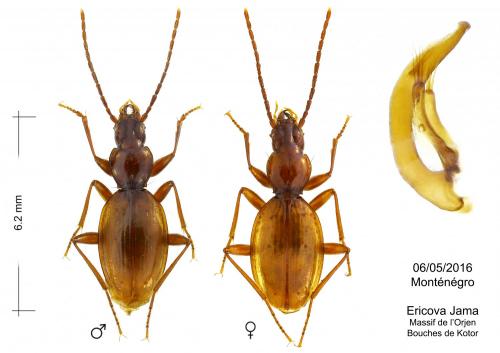 Réf. 175 872 : Neotrechus suturalis