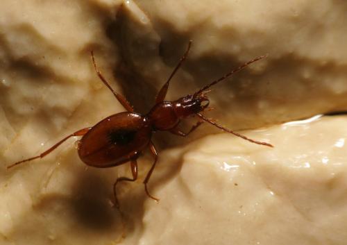 Neotrechus suturalis